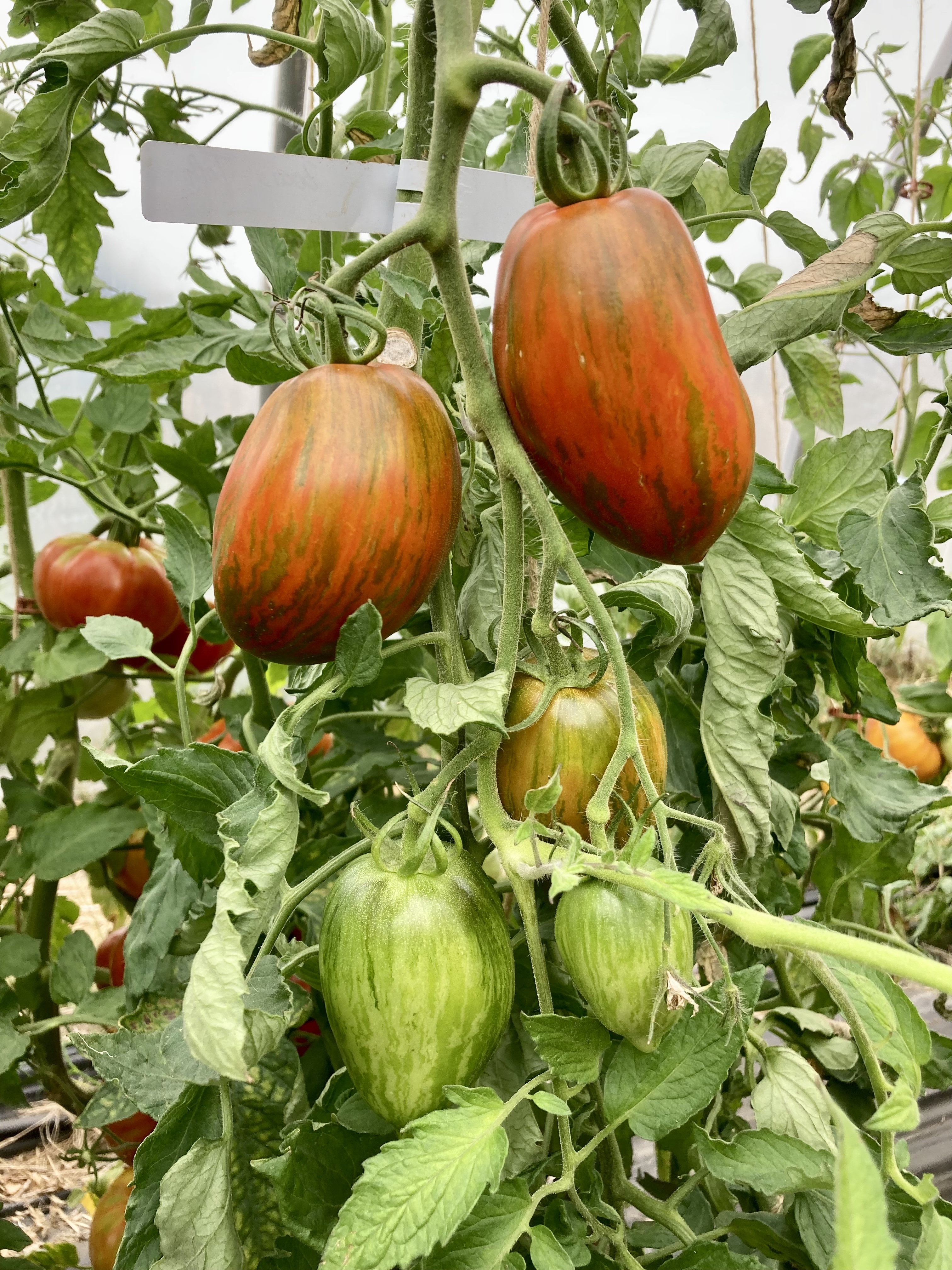 Boar's Toth (Saatgut)