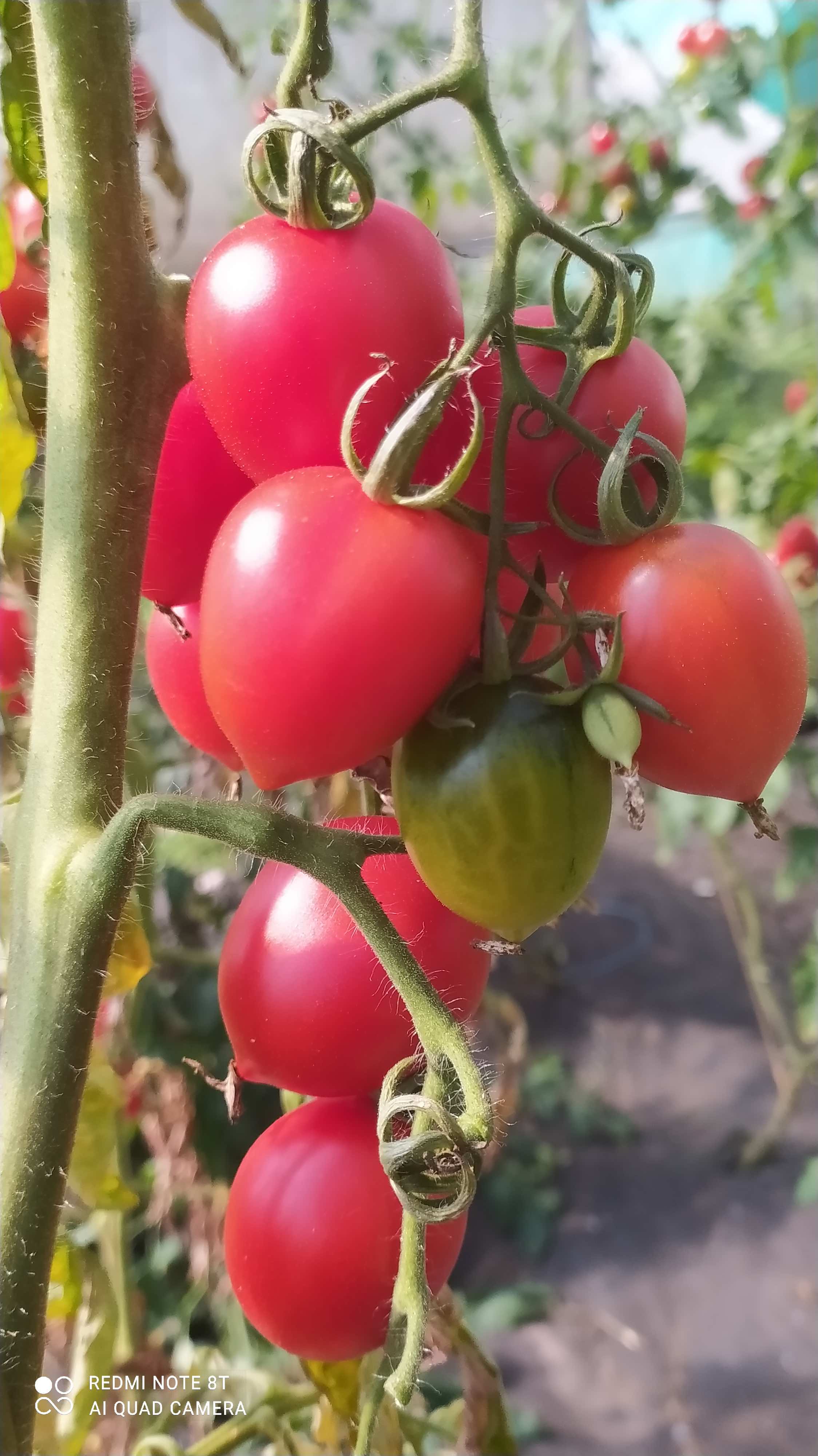 Maiglöckchen (Jungpflanze)